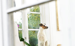 Perro en vivienda habitada 